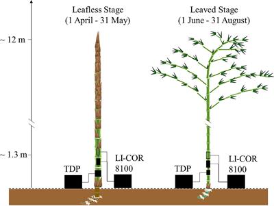 Partitioning of respired CO2 in newly sprouted Moso bamboo culms